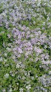 地に咲く桜