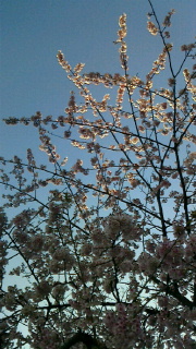 浅草の桜