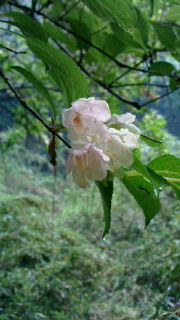 この花は？