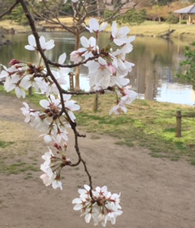 旧芝離宮恩賜庭園のハナ