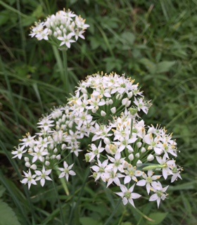 花火の原点