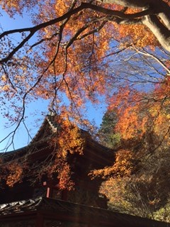 高尾山紅葉