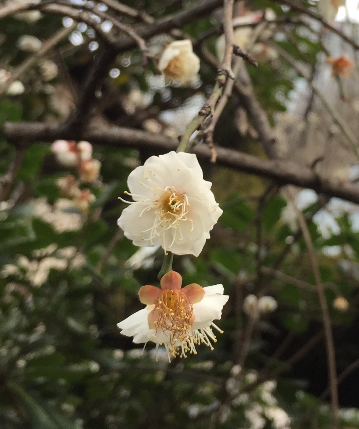 仄かな香り