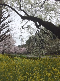 花を愛でると言う幸せ