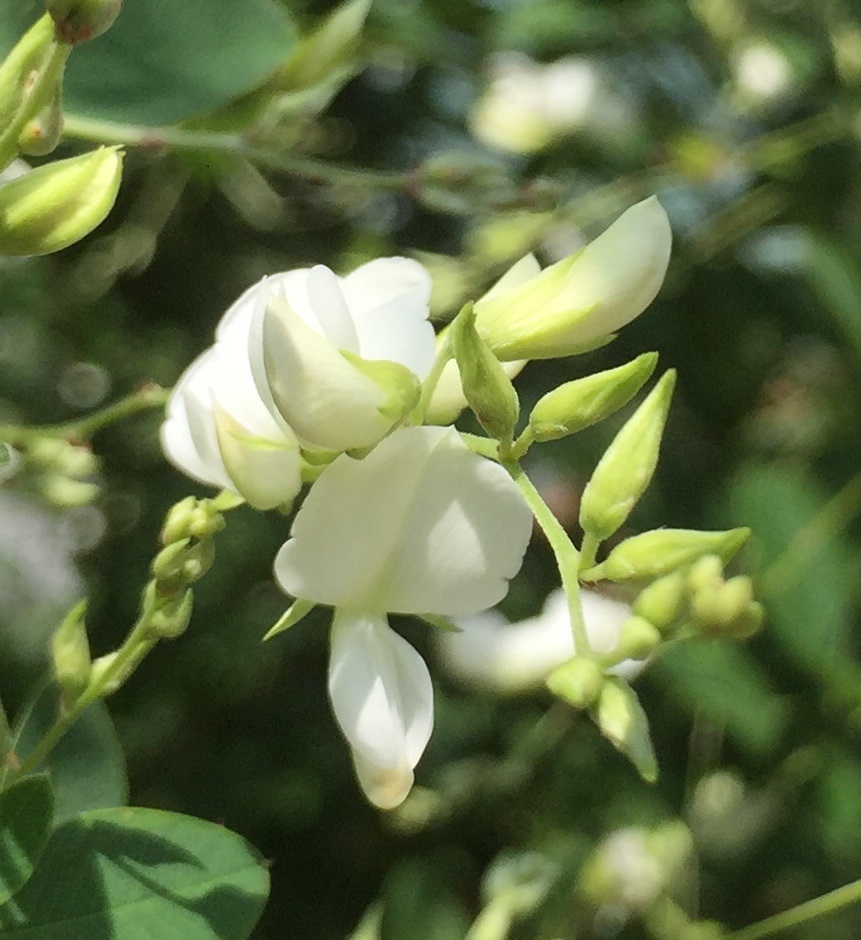 萩の花しろ