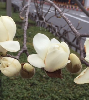 今年も花は咲く