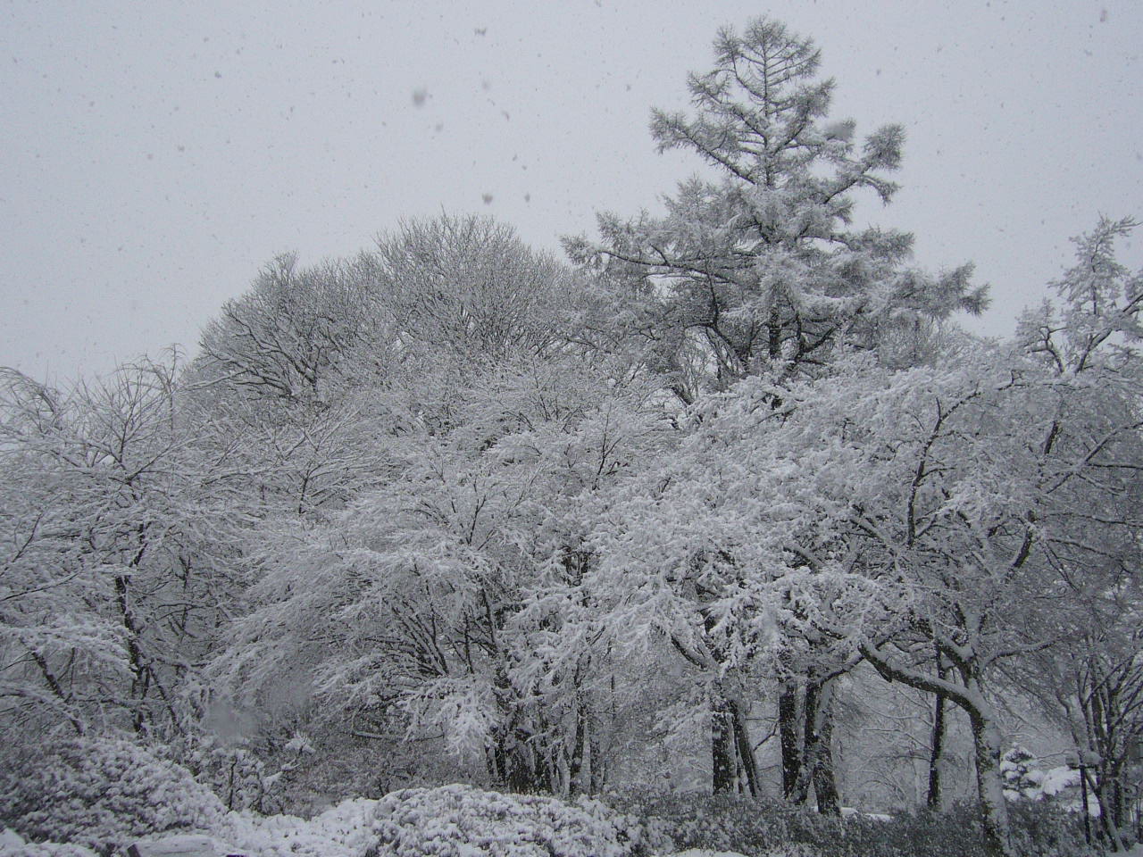 2007.1.6軽井沢この冬一番の雪.JPG