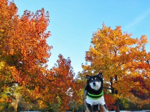 永野景子と度々タビー！ 早くも紅葉！