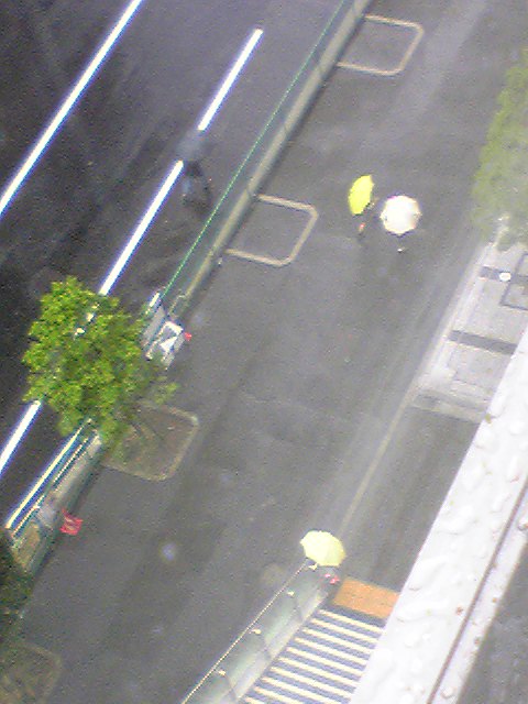 070517傘の花.jpg