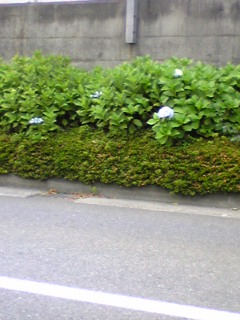 070608紫陽花.jpg