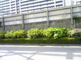 070628紫陽花.jpg