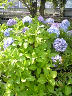070628紫陽花咲き.jpg
