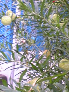 070828なぞの植物.jpg