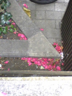 071219さざんか花びら.jpg