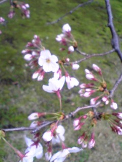 080325旧芝離宮桜アップ.jpg