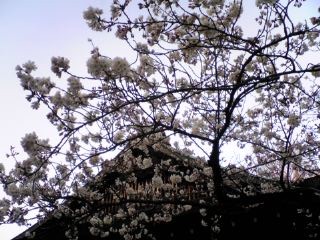080325標本木2.jpg