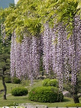 0804旧芝フジ.jpg