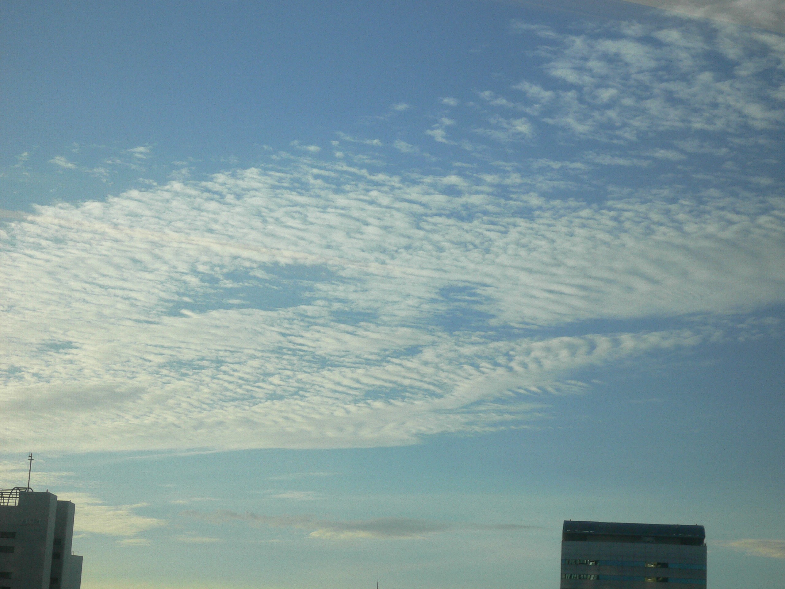 080807うろこ雲.jpg
