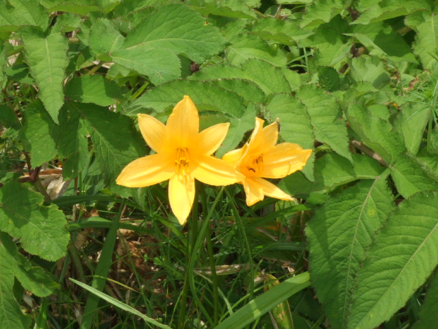 DSCF1420.JPG
