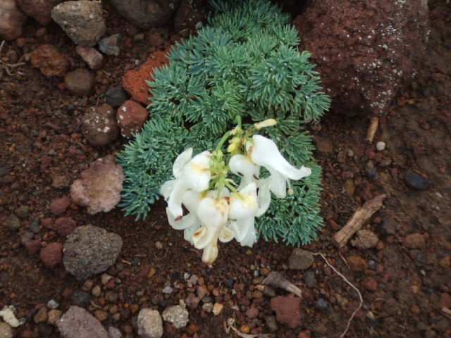DSCF1643.JPG
