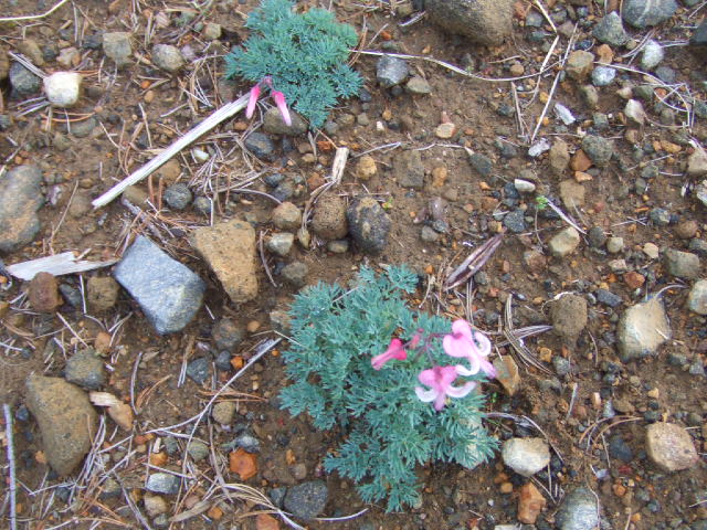 DSCF1646.JPG