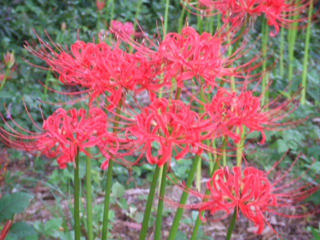 DSCF2090.JPG