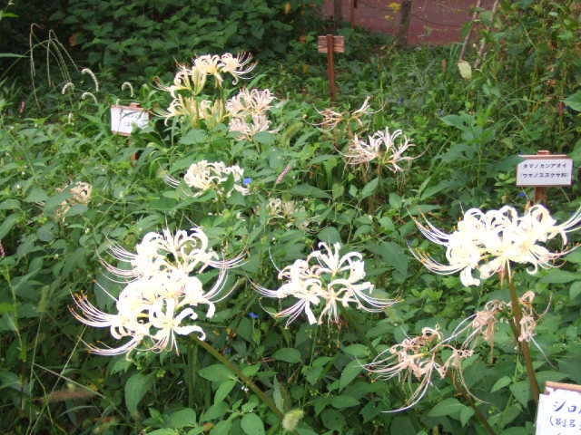 DSCF2094.JPG