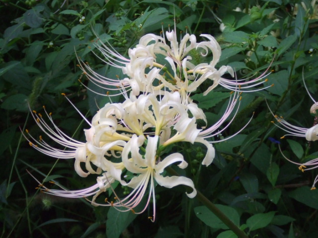 DSCF2097.JPG