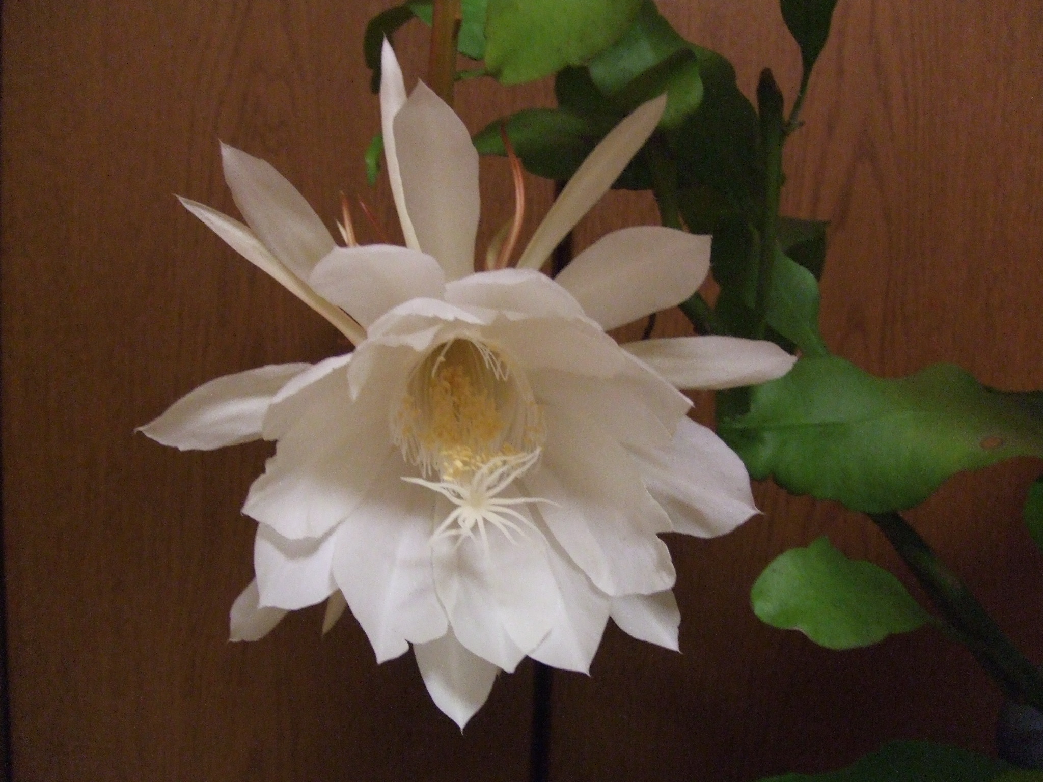 DSCF2110.JPG