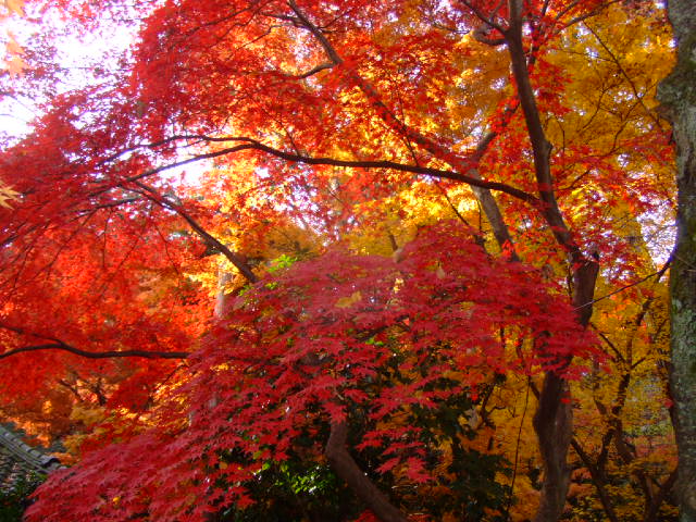 DSCF2833.JPG
