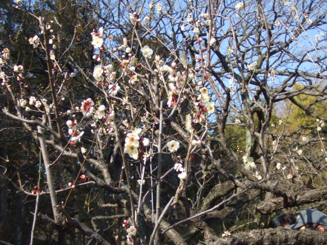 DSCF3389.JPG