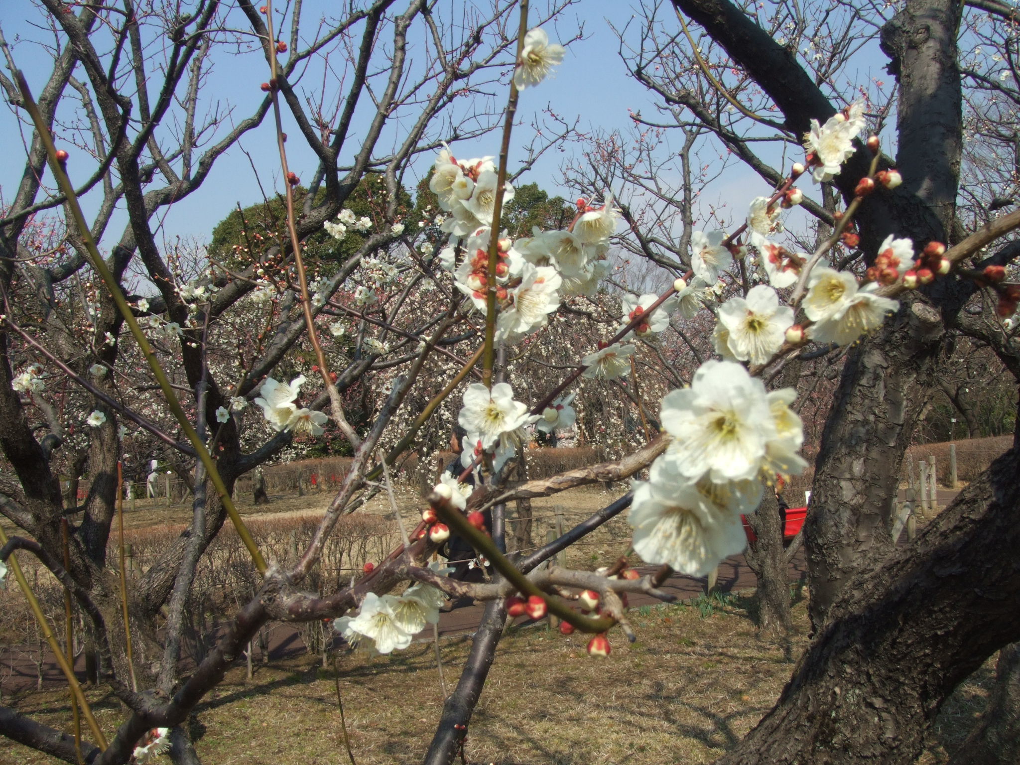 DSCF3491.JPG