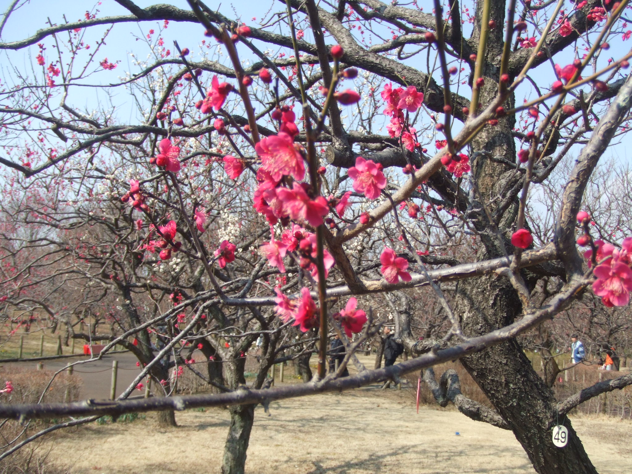 DSCF3492.JPG