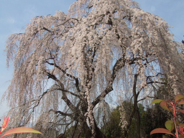 DSCF3698.JPG