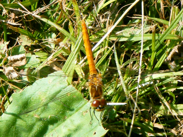 DSCF4554.JPG