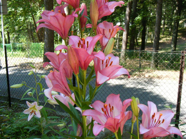 DSCF4570.JPG