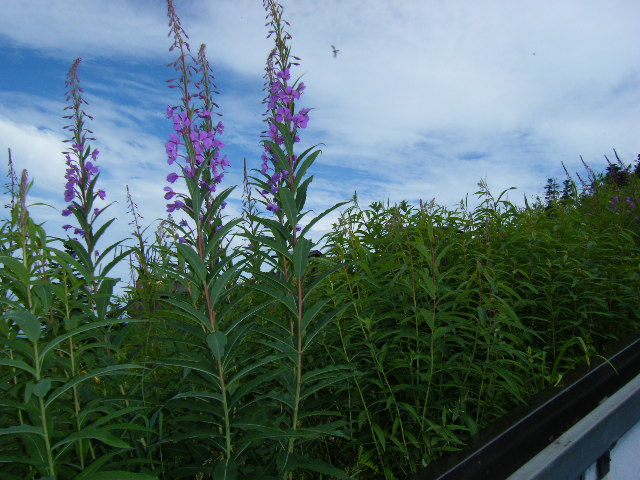 DSCF4642.JPG