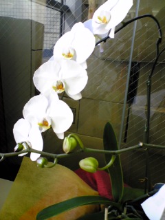 DVC00004.JPG