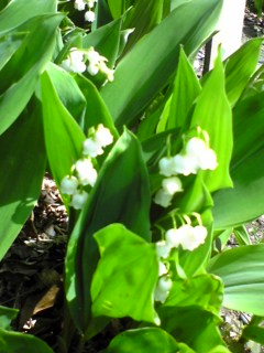 DVC00178.JPG