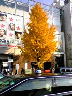 071206原宿駅前イチョウ.jpg