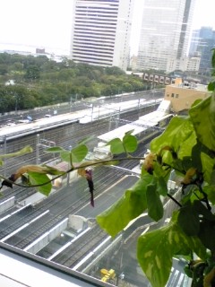 090930asagao.jpg