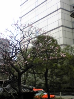 100316ume.jpg