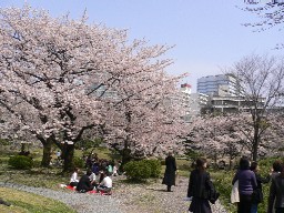 100406hanami.jpg