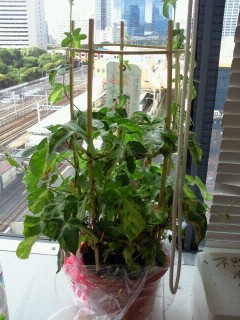 100716asagao.jpg