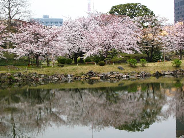 sakuea0905.jpg