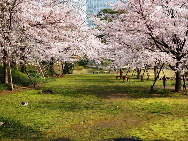 sakura0904.jpg