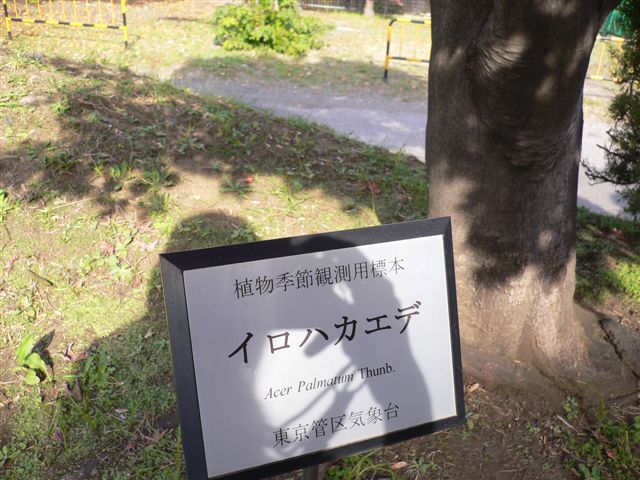 かえで２.jpg