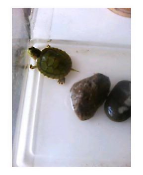 かめ.jpg