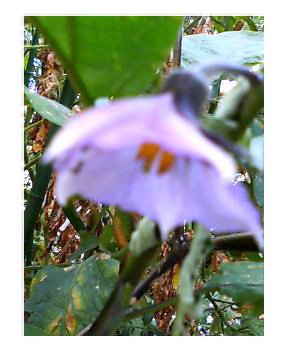 茄子花.jpg