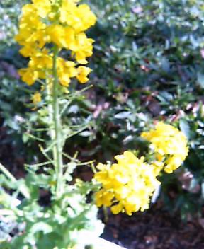 菜の花.jpg